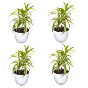 Song Of India Plant With White Round Pot Pack Of 4