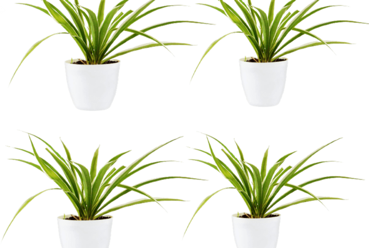 Spider Air Purifier Plant With White Round Fiber Pot Pack Of 4