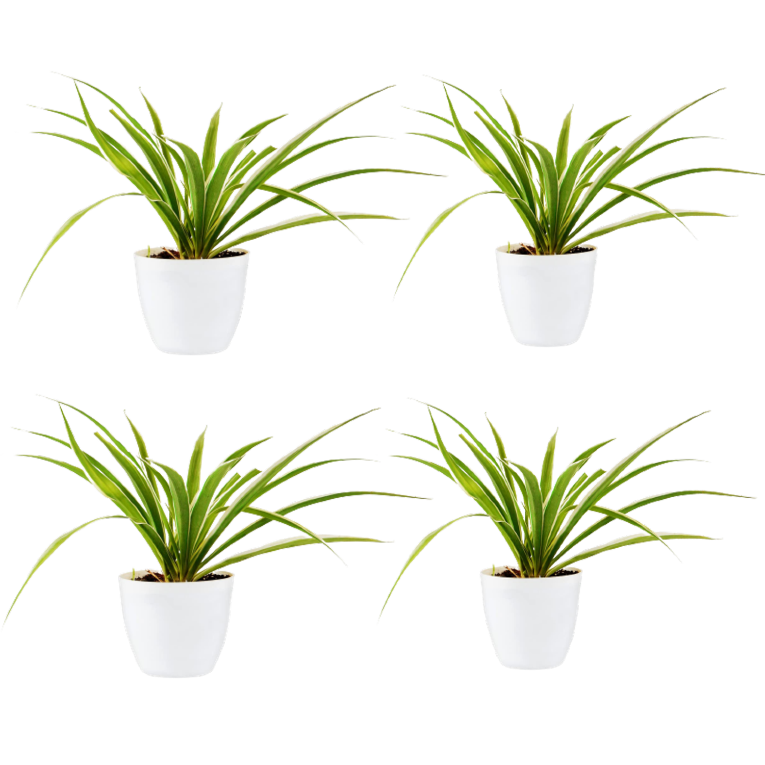 Spider Air Purifier Plant With White Round Fiber Pot Pack Of 4