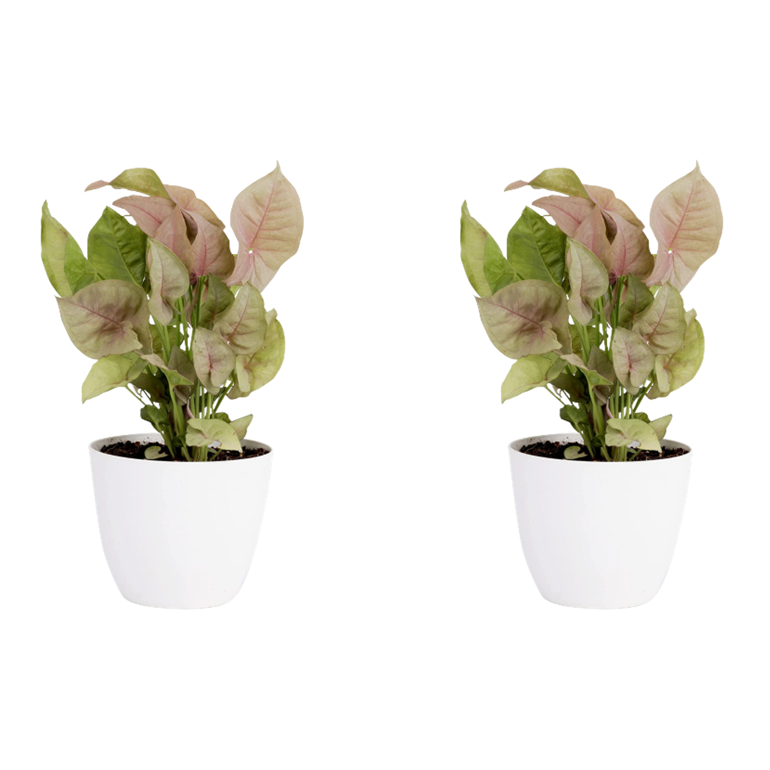 Syngonium Pink Plant with Pot Pack Of 2