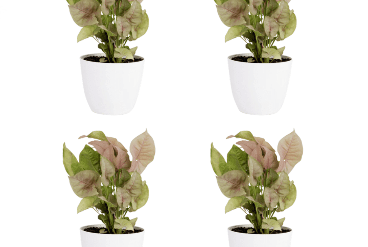 Syngonium Pink Plant with Pot Pack Of 3