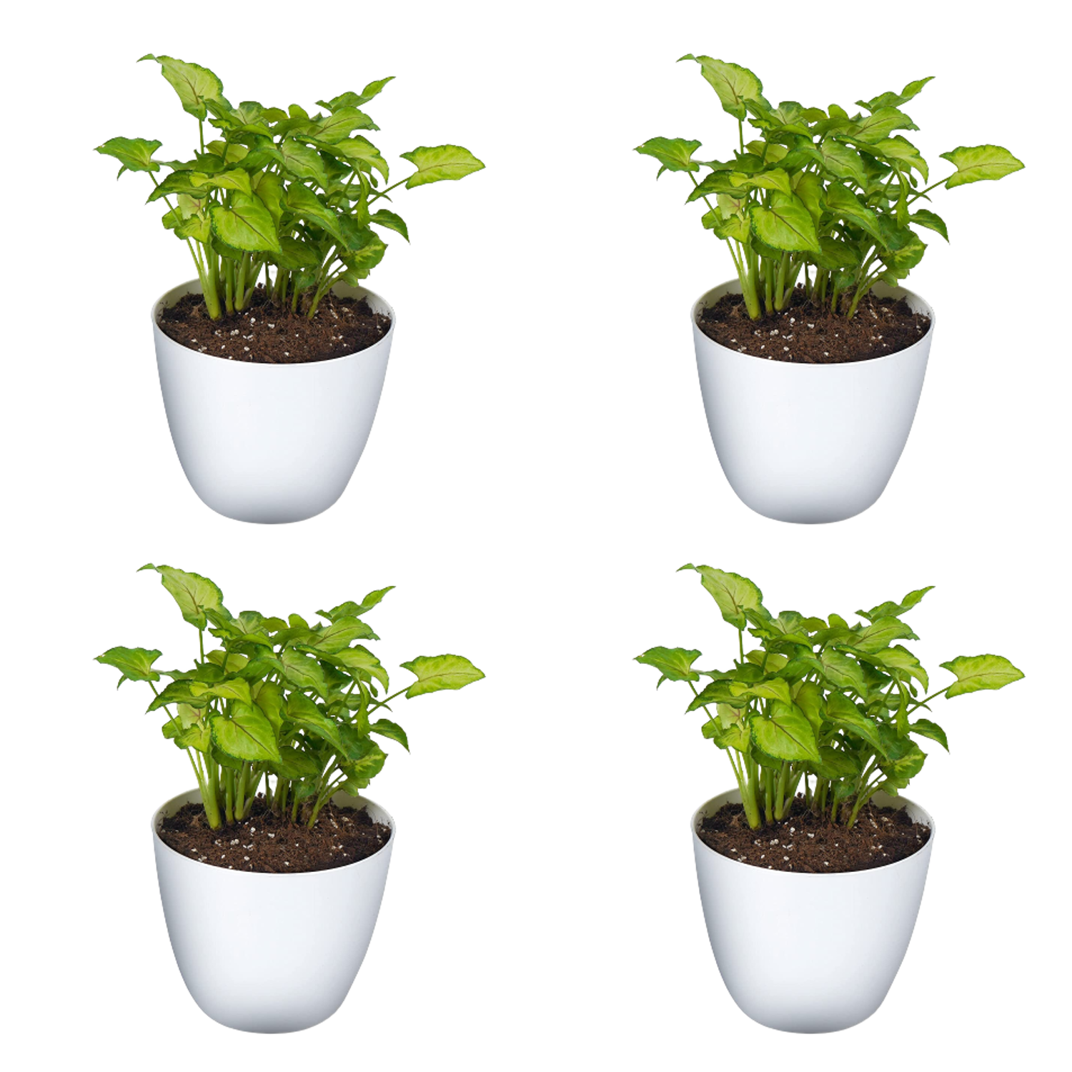 Syngonium Pixie Indoor Plant with White Round Pot Pack Of 4