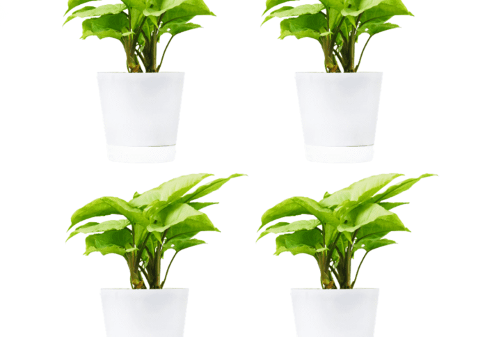 Syngonium White Plant with White Round Self Watering Pot Pack of