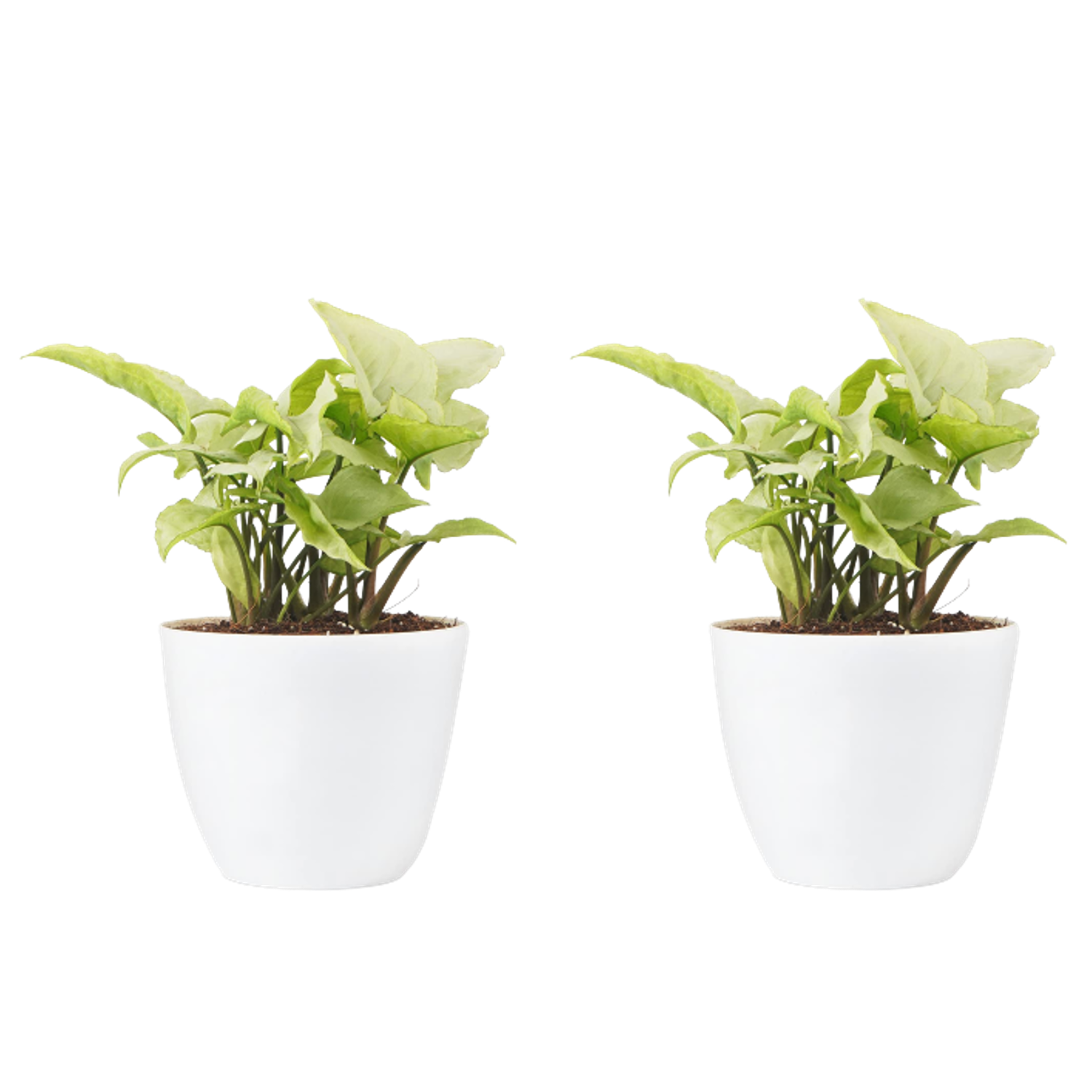 Syngonium White with Pot Pack Of 2