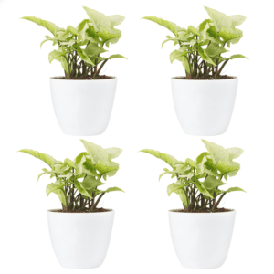 Syngonium White with Pot Pack Of 4