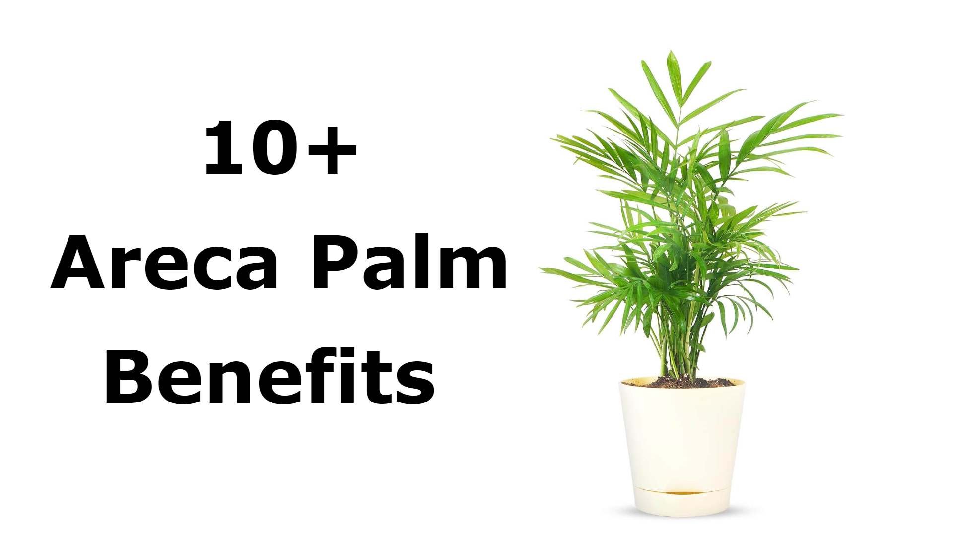 Areca Palm Benefits - Plant A Leaf