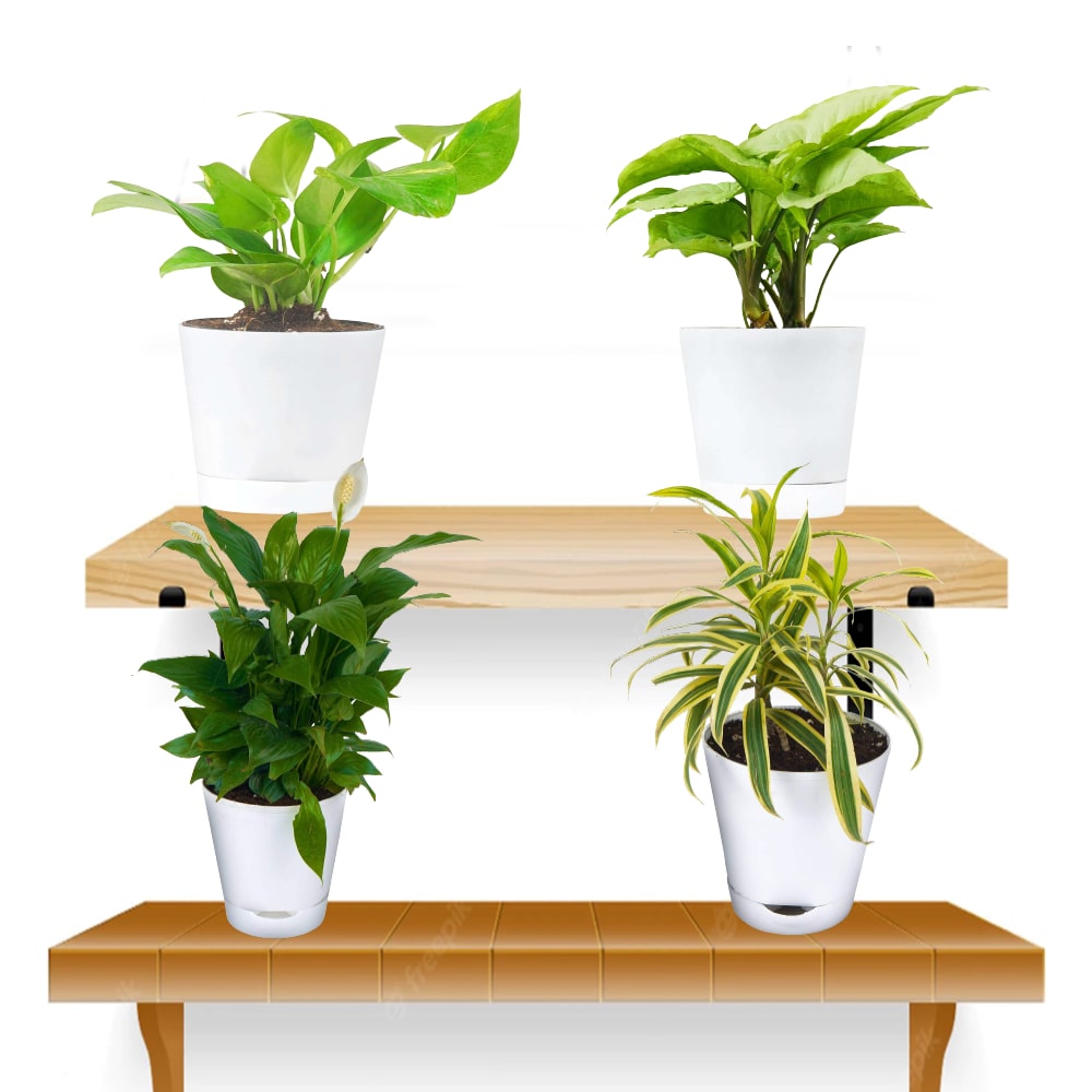 Best 4 plants to Kill Indoor Pollution