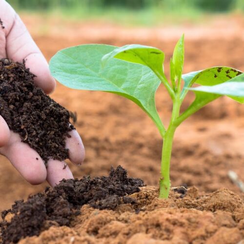 Vermicompost – A Boon For Your Yield