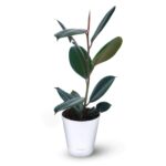Rubber Plant Ficus Elastica 1