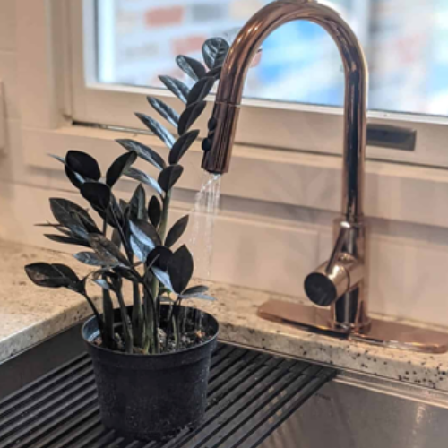 ZZ Black Plant Watering