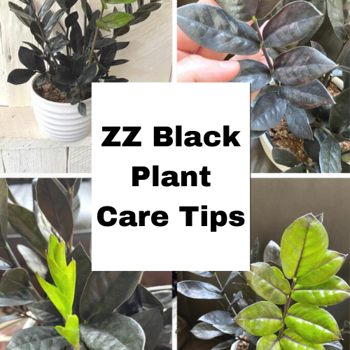 zz Black Plant Care Tips