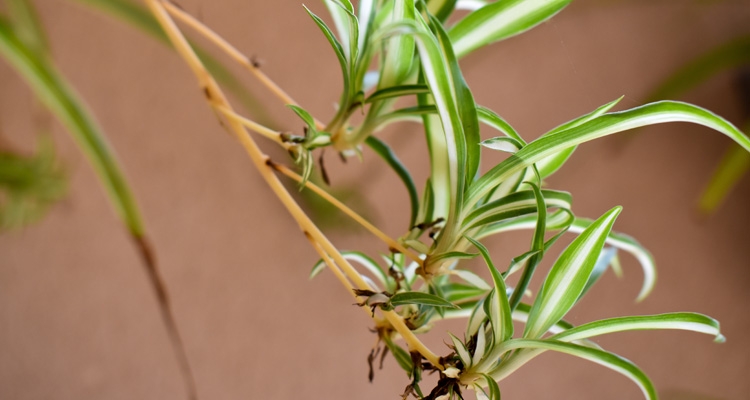 Spider plant