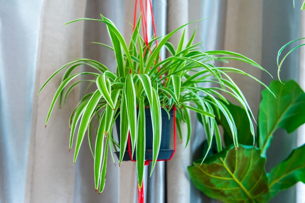 How to Plant and Grow Spider Plant