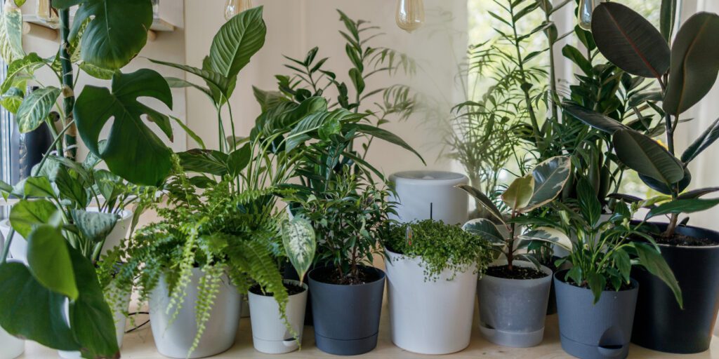 Benefits of Indoor Live Plants