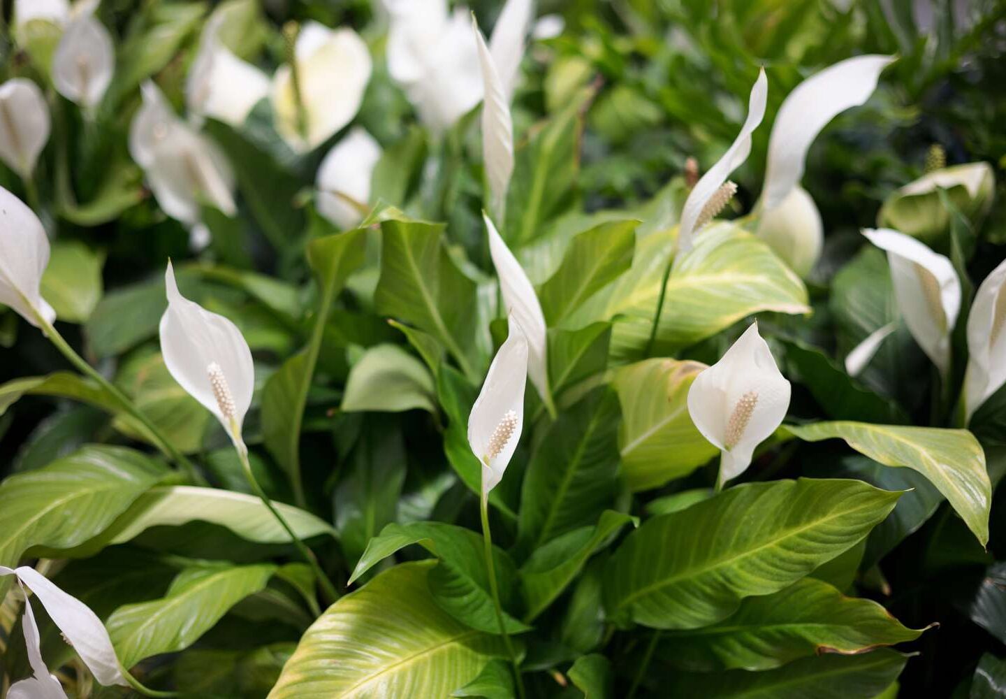 Peace Lily Plant