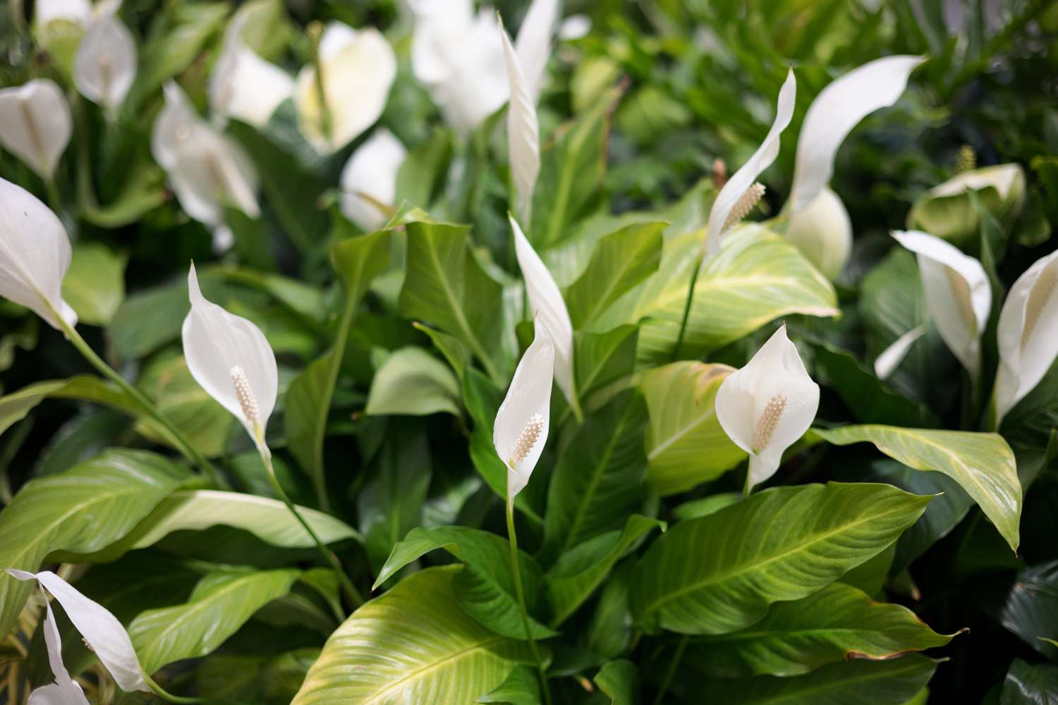 How to Grow and Care for Peace Lily