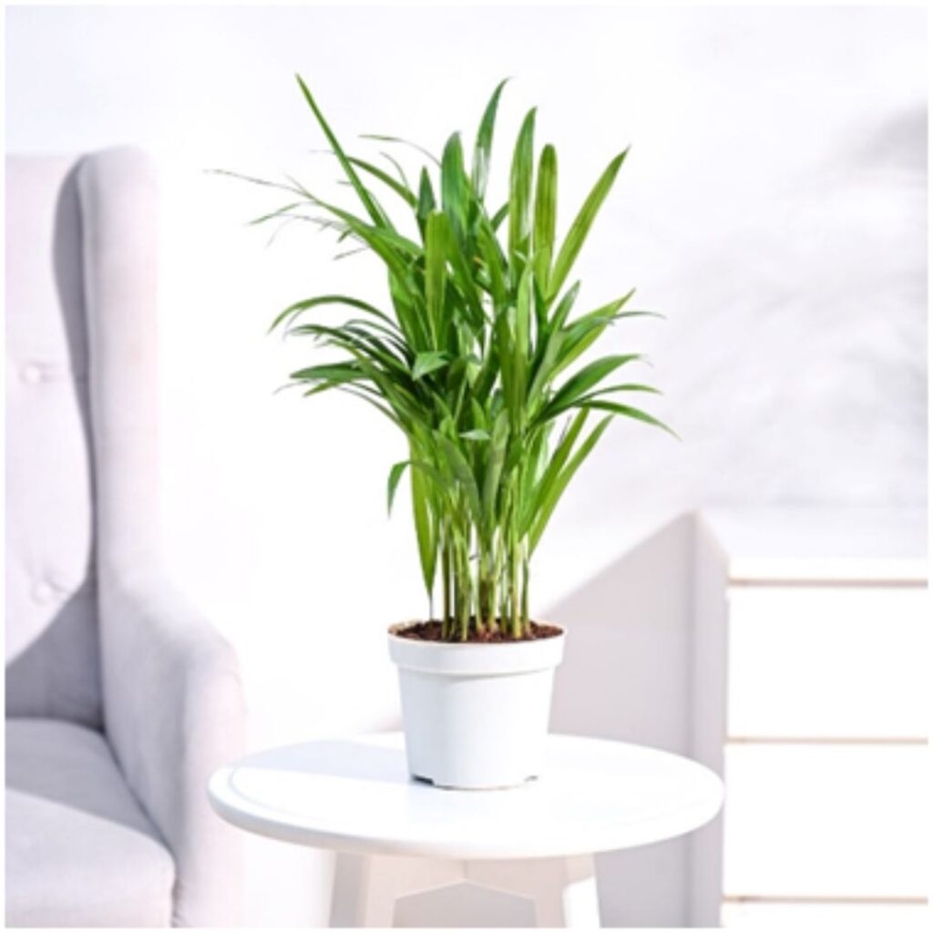 Areca palm self watering pot