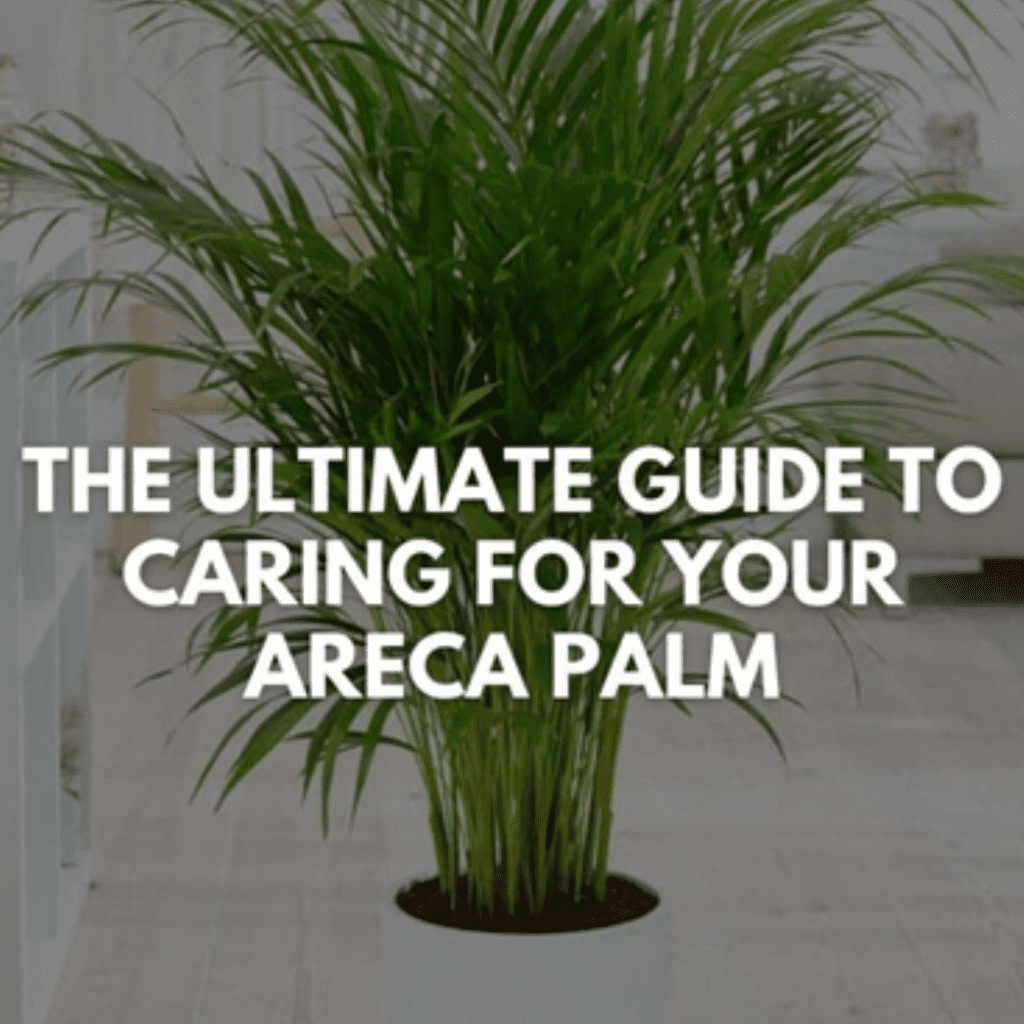 areca palm plant Care