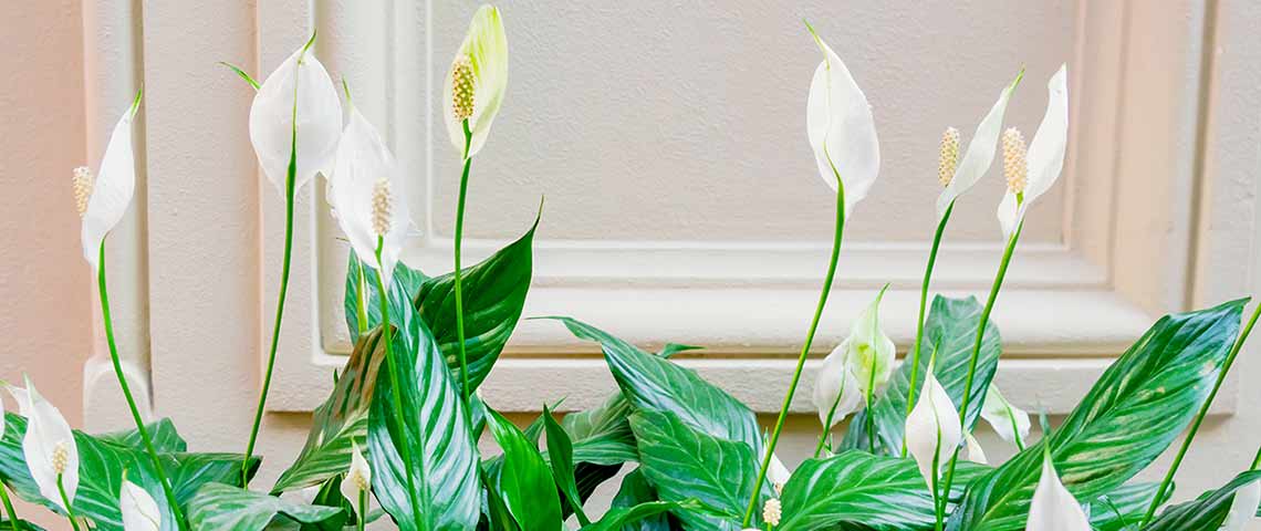 peace lily plants