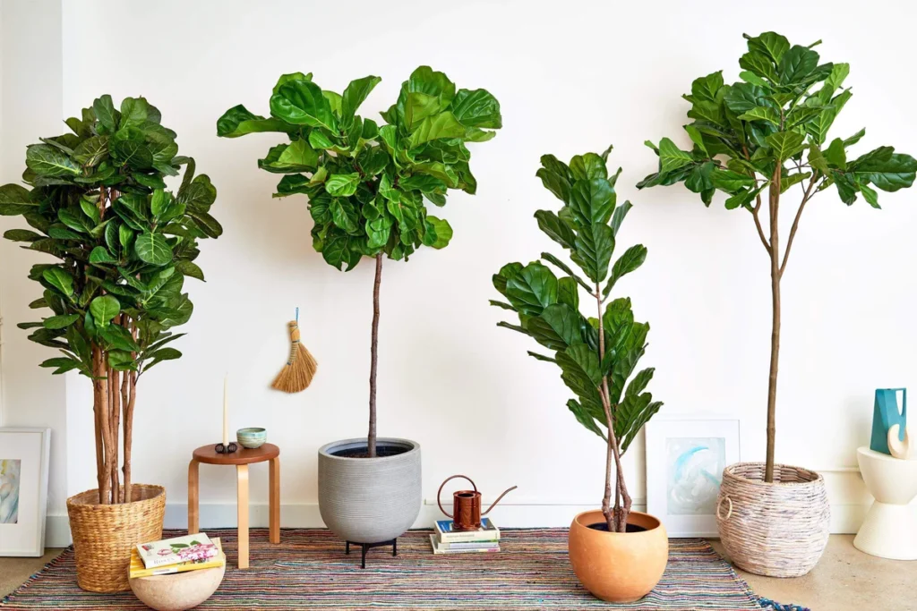 fiddle Leaf Fig