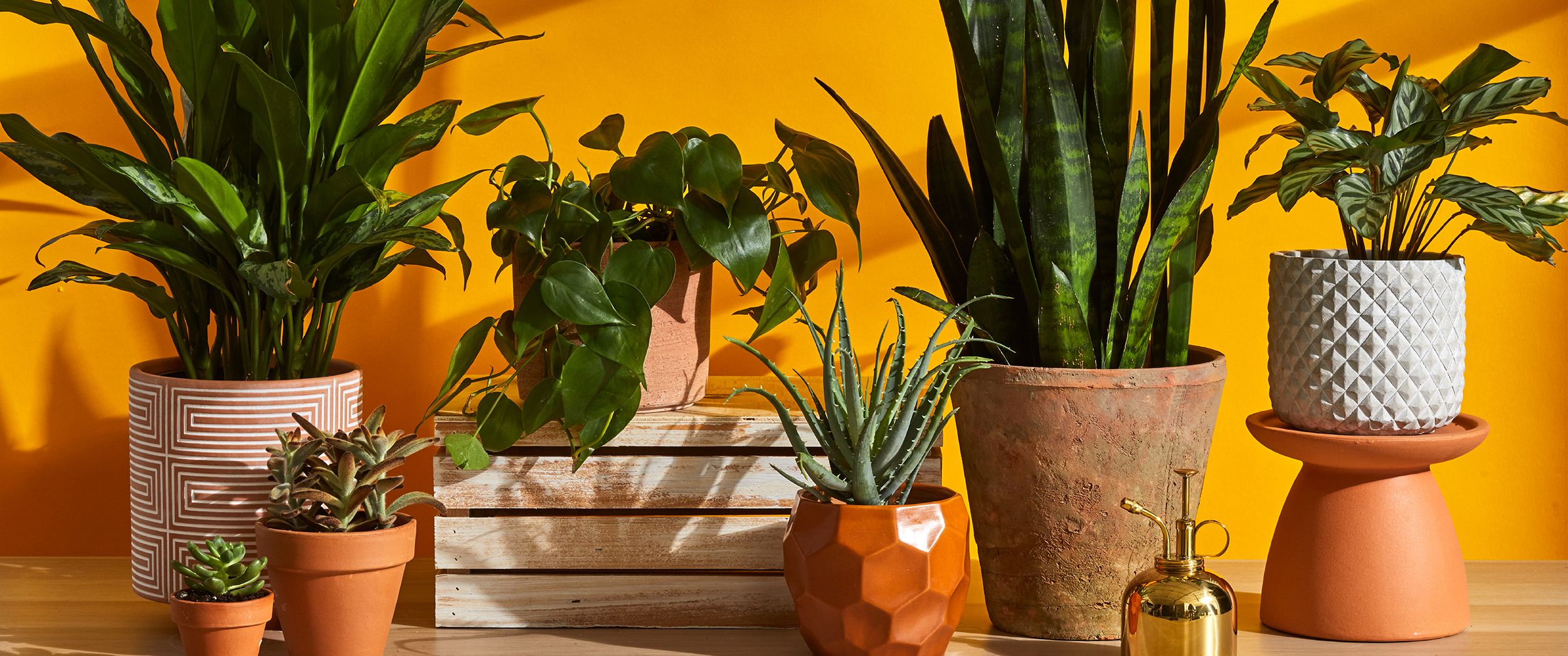 Best Indoor Plants For Your Home