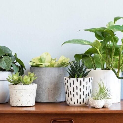 A Complete Guide to Indoor Live Plants for Your Home