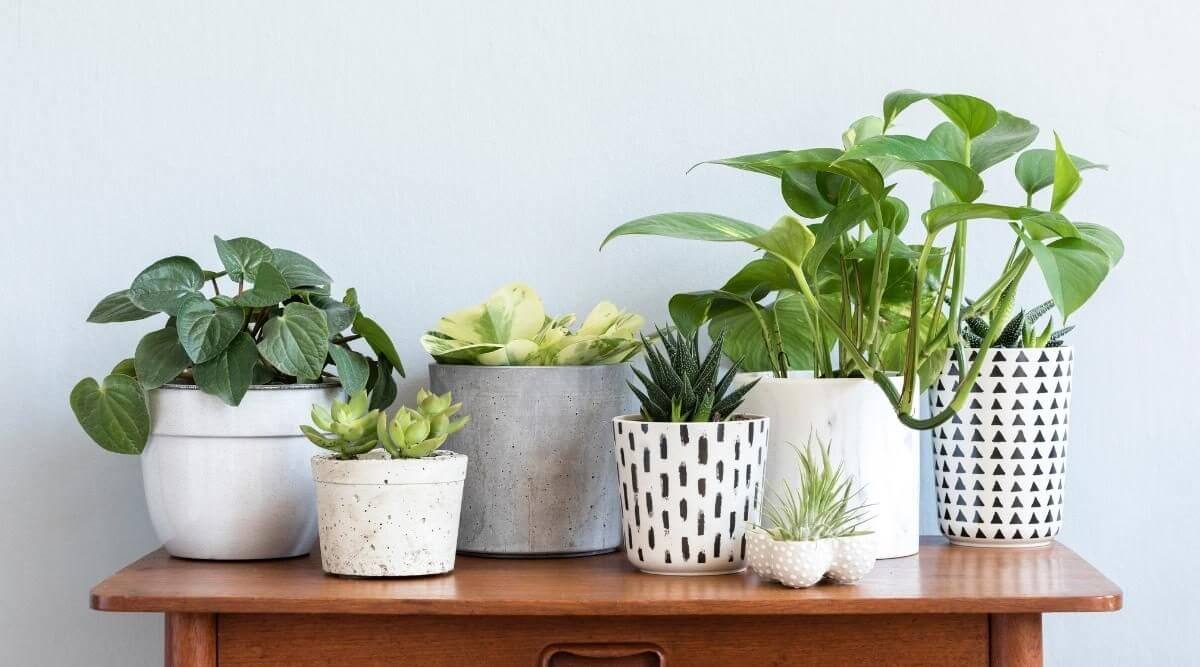 Indoor Live Plants for Your Home