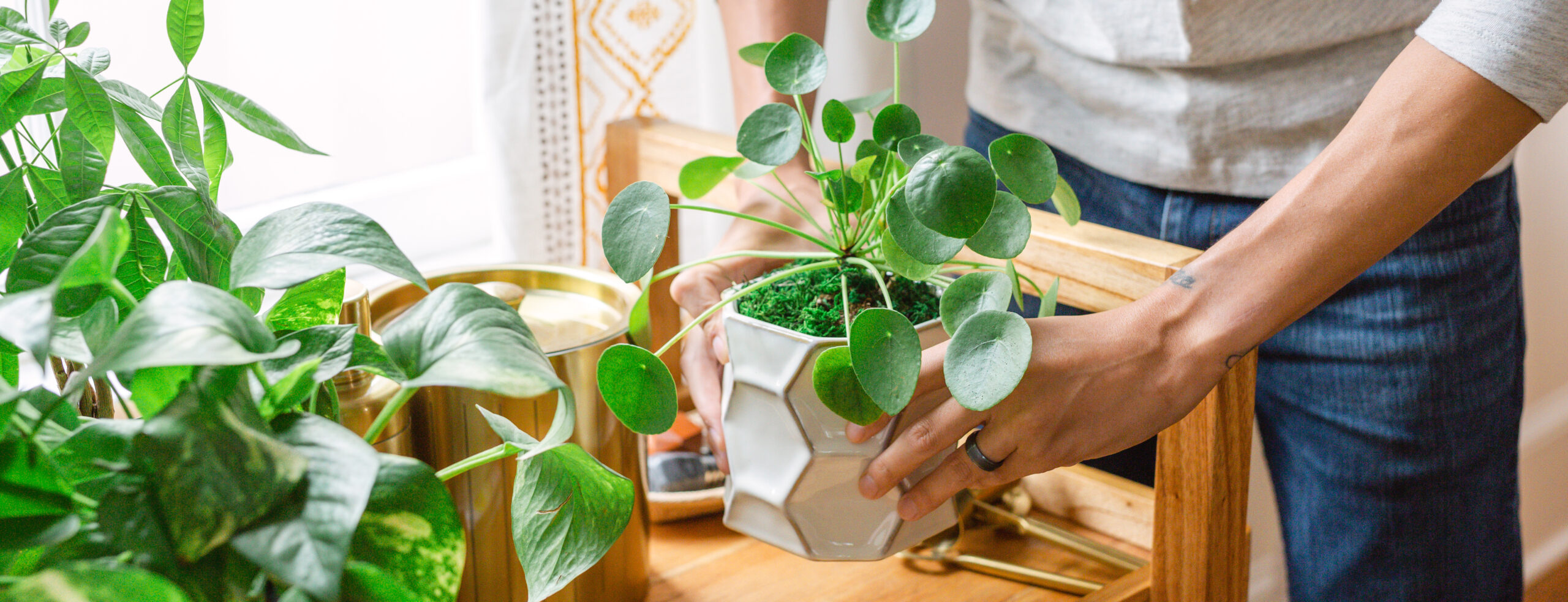 Indoor live Plants