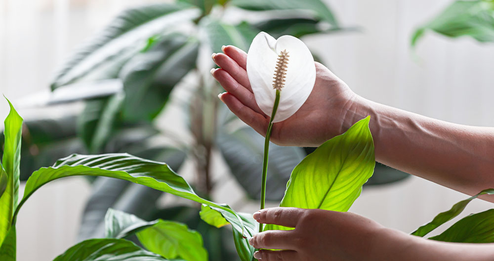 peace lily plant