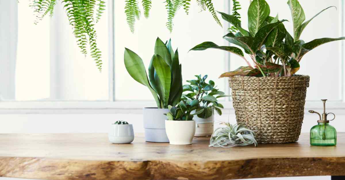 Indoor Live Plants For A Healthy Home