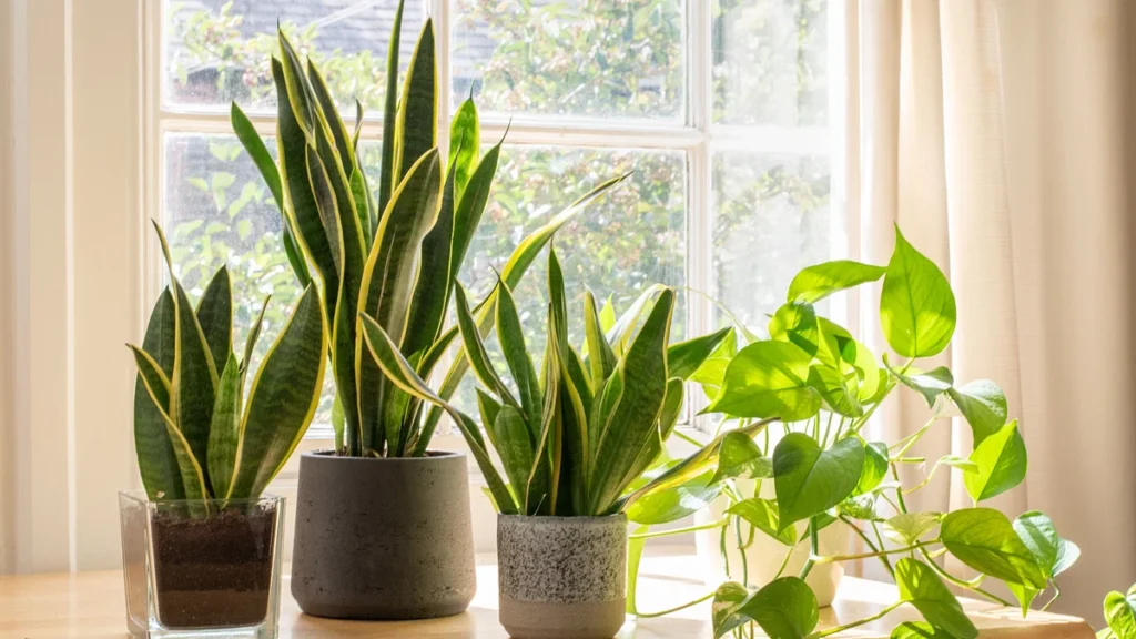 indoor live plants