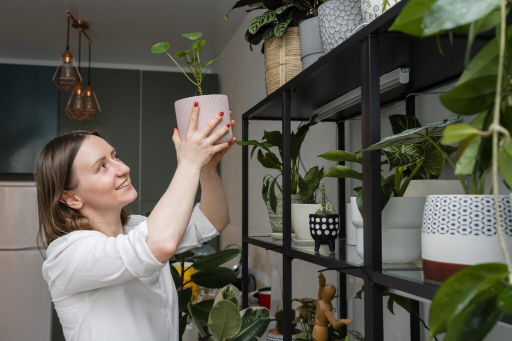 Indoor Live Plants