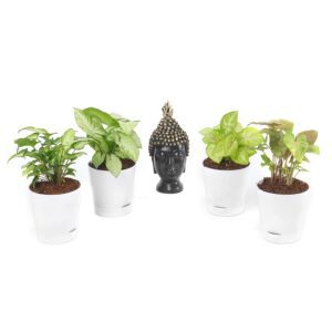 Combo of 4 Indoor Live Plants for Home