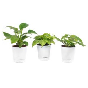 Combo of 3 Indoor Live Plants for Home