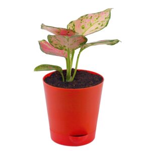 Aglaonema Valentine  with Red Self-Watering Pot