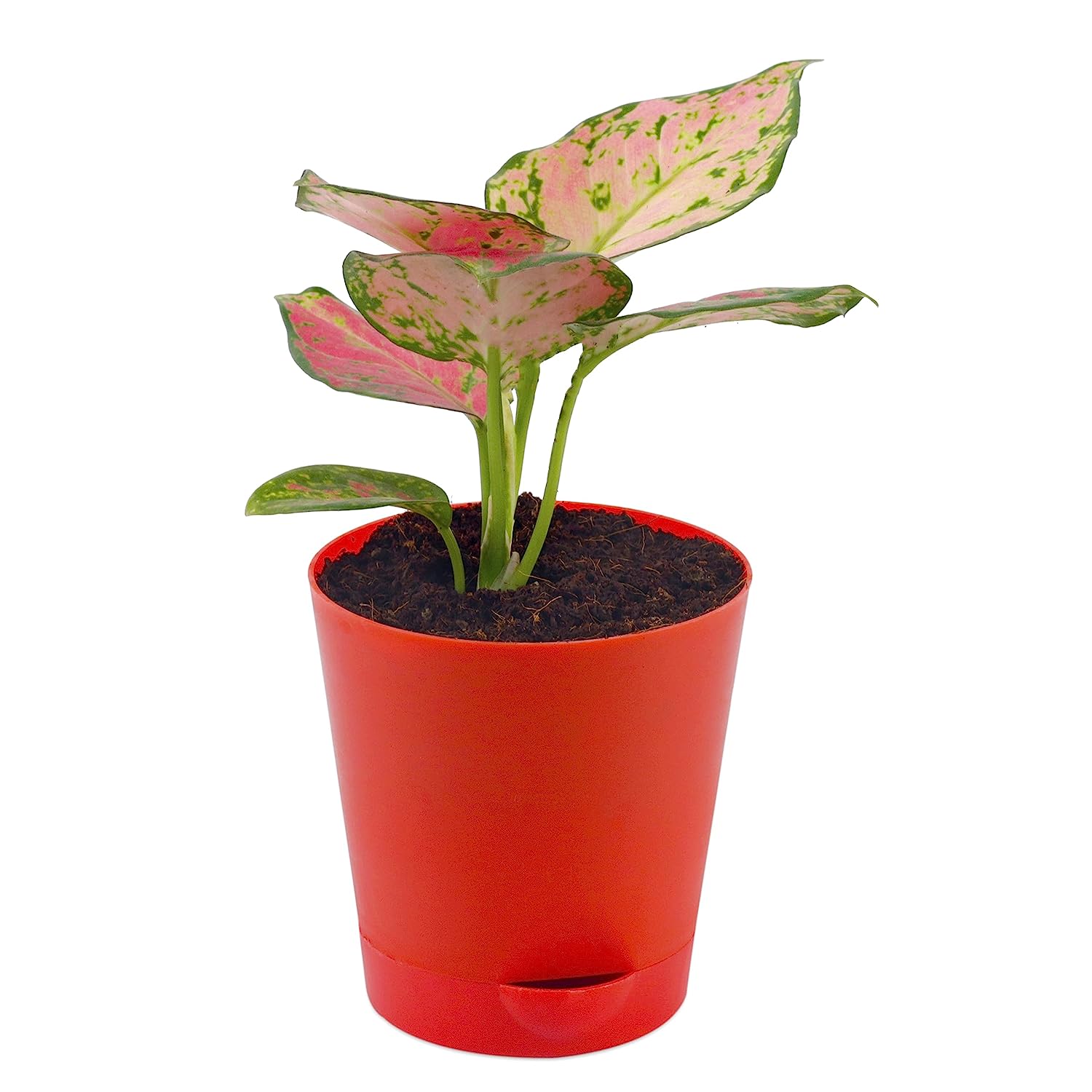 Aglaonema Valentine  with Red Self-Watering Pot
