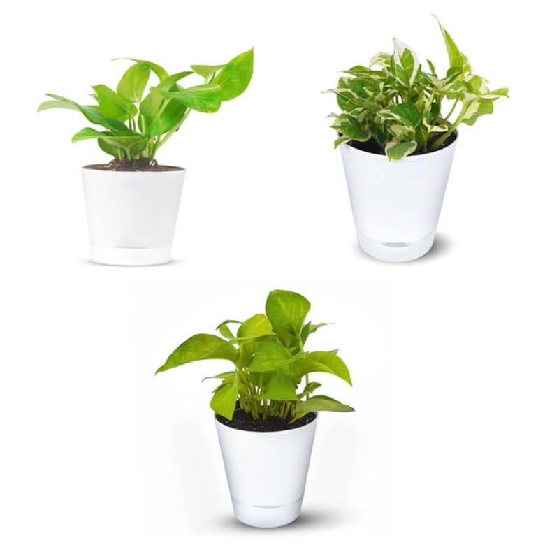 Combo 3  Indoor Live Plants