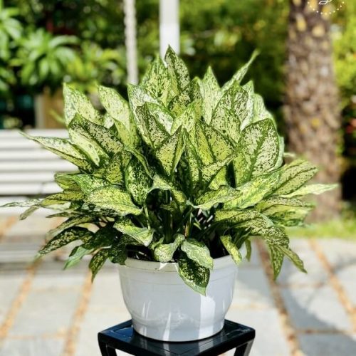 Aglaonema Snow white plant