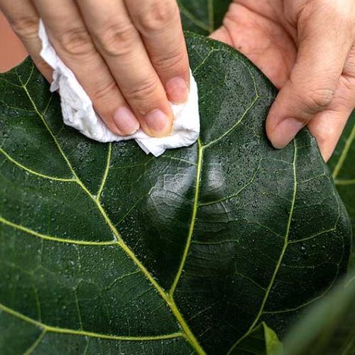 Ficus Lyrata - Fiddle Leaf Fig Plant 6