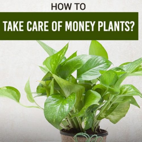 Good Luck Money Plant 5